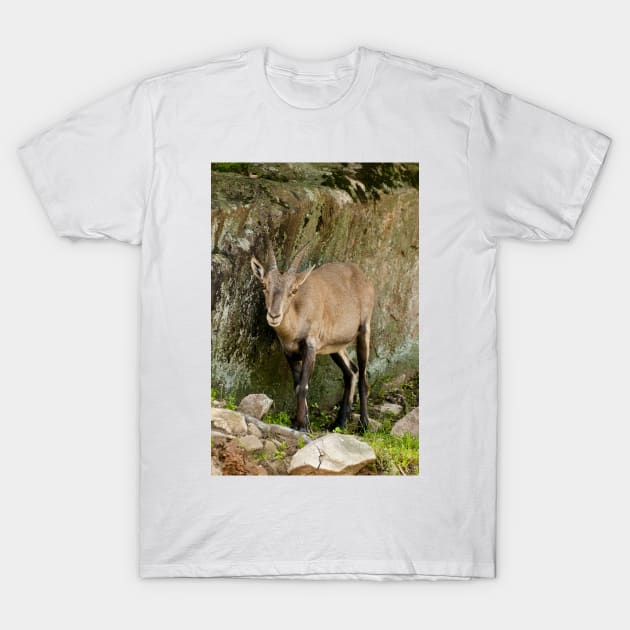 Ibex T-Shirt by jaydee1400